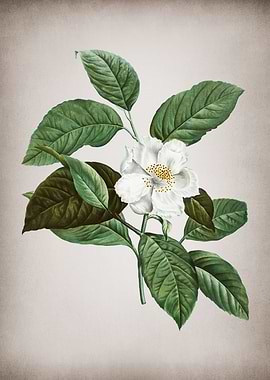 Vintage Stewartia Tree