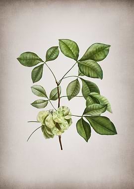 Vintage Common Hoptree