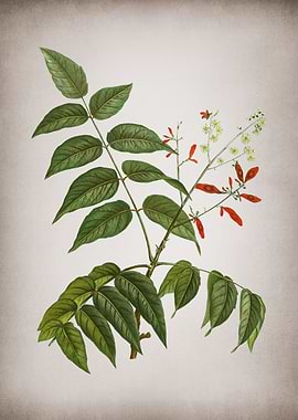 Vintage Tree of Heaven