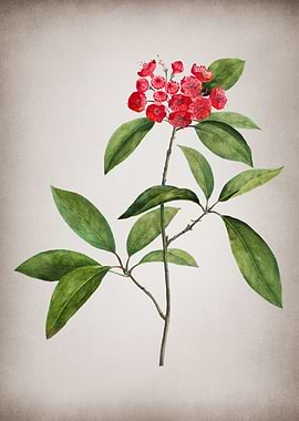 Vintage Mountain Laurel