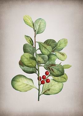 Lingonberry Evergreen