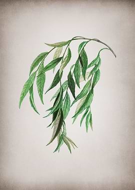 Vintage Babylon Willow