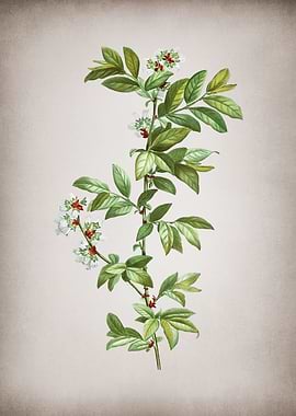 Vintage Rabbit Blueberry