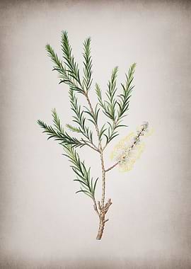 Vintage Swamp Paperbark