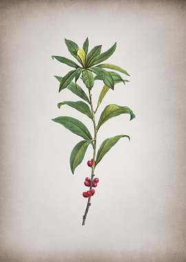 Vintage Evergreen Oak