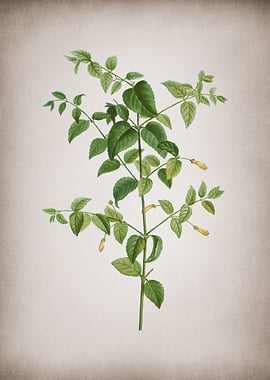 Vintage Tree Fuchsia