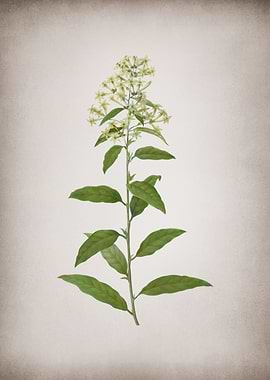 Vintage Green Cestrum