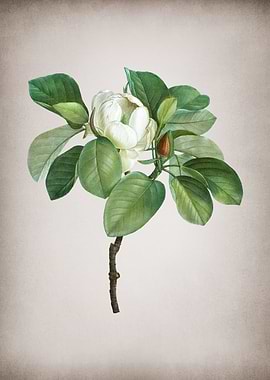 Vintage Magnolia Elegans