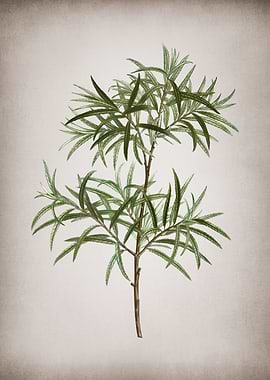 Vintage Bitter Willow