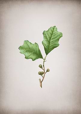 Vintage Bear Oak Leaves