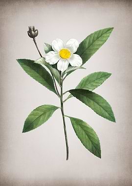 Vintage Loblolly Bay