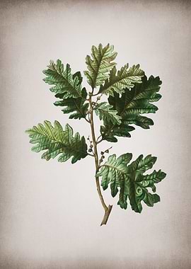 Vintage Hungarian Oak