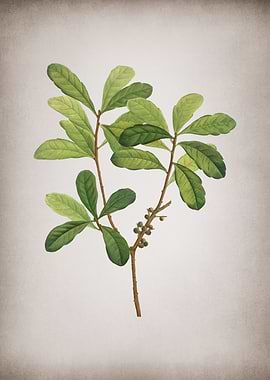 Vintage Northern Bayberry