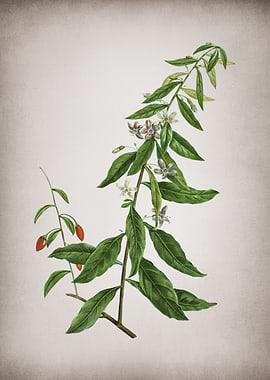 Vintage Goji Berry Tree