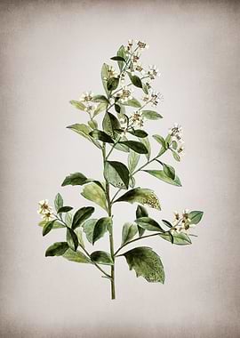 Vintage Eastern Baccharis