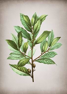 Vintage Bay Laurel