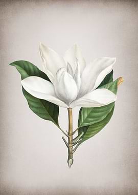 Vintage White Magnolia