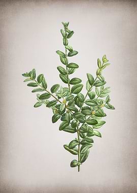 Vintage Boxwood Bush