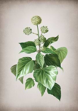 Vintage Common Ivy