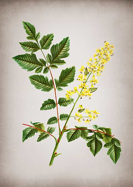 Vintage Golden Rain Tree