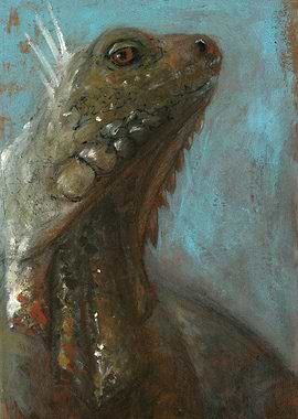 iguana