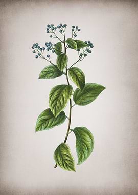 Vintage New Jersey Tea