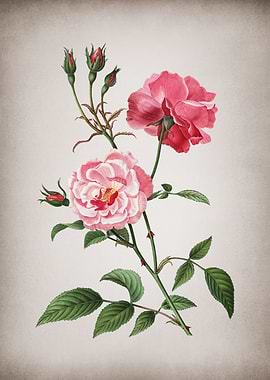 Vintage Ever Blowing Rose
