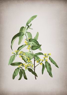 Vintage Russian Olive