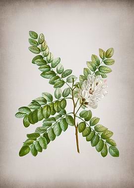 Vintage Clammy Locust