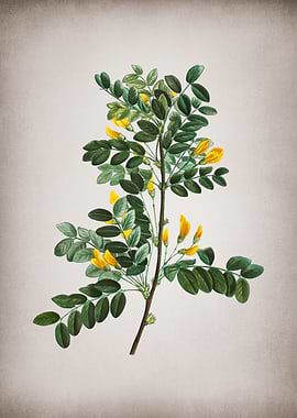 Vintage Siberian Pea Tree