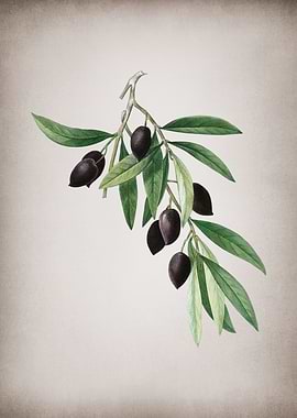 Vintage Olive Tree Branch