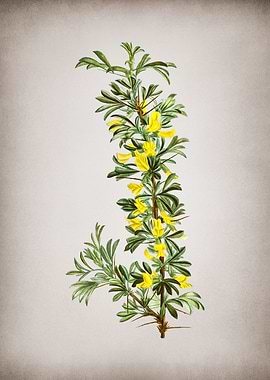 Vintage Caragana Spinosa