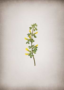 Vintage Common Cytisus