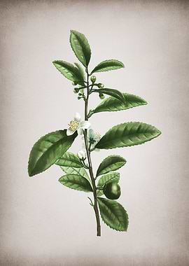 Vintage Tea Tree