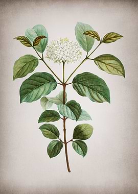 Vintage Dogwood