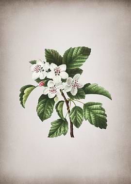 Vintage Sweet Crabapple