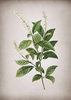 Vintage Virginia Sweetspir