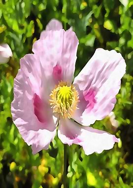 Papaver Somniferum Poppy