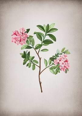 Vintage Hairy Alpenrose