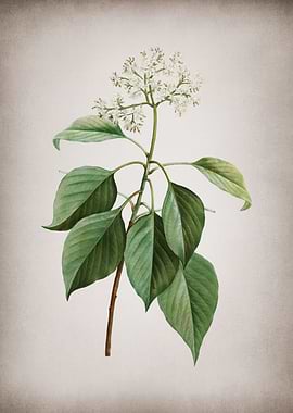 Vintage Pagoda Dogwood