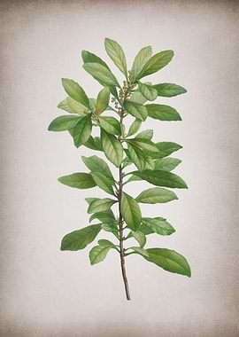 Vintage Firetree Branch