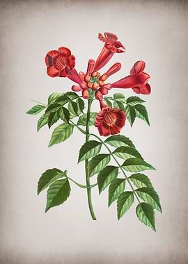 Vintage Trumpet Vine