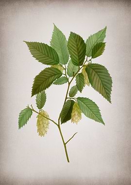 Vintage Hophornbeam