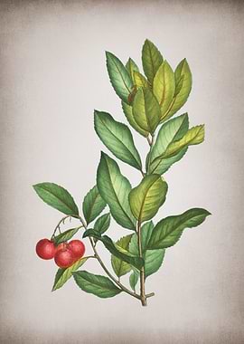 Vintage Strawberry Tree