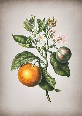 Vintage Bitter Orange