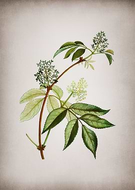 Vintage Red Elderberry