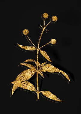 Gold Botanical on Black