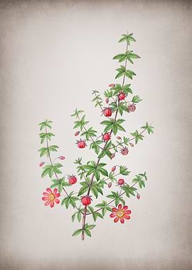 Vintage Madder Bauera