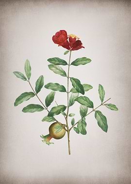 Vintage Pomegranate Branch