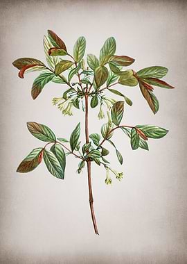 Vintage Honeyberry Flower